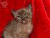 PoulaTo: European Burmese Kittens