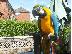 PoulaTo: Πουλάμε το μπλε & χρυσό macaw μας.