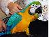 PoulaTo: Δύο μπλε και χρυσό Macaw με το κλουβί