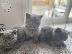 PoulaTo: adorable bsh kittens available