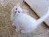 PoulaTo: Διαθέσιμα γατάκια Σιβηρίας