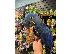 PoulaTo: Blue Macaws Parrots