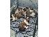 PoulaTo: Κουτάβια Saint Bernard