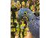 PoulaTo: Amazing Blue Hyacinth Macaws Parrots