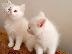 PoulaTo: American Shorthair Kittens
