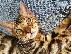 PoulaTo: Εκπληκτικά εγγεγραμμένα γατάκια της Βεγγάλης για πώληση...