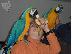 PoulaTo: Μιλώντας ζεύγος μπλε και χρυσό μακώ παπαγάλοι