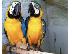 PoulaTo: όμορφα μπλε και χρυσά Macaws