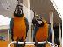 PoulaTo: Όμορφα μπλε και χρυσά Macaws,