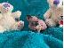PoulaTo: Τέσσερα όμορφα γατάκια sphynx διαθέσιμα για τα νέα