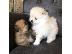 PoulaTo: Έχω όμορφα κουτάβια Pomeranian προς πώληση. Απομένουν μόνο 3 σκύλες. Τα κουτάβια έχουν 24ω...