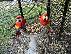 PoulaTo: Χριστουγεννιάτικο δώρο Scarlet macaw παπαγάλος
