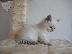 PoulaTo: Πώληση Lovely αρσενικά και θηλυκά γατάκια Σιβηρίας.