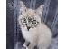 PoulaTo: American Bobtail Kittens