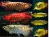 PoulaTo: Σούπερ κόκκινο, χρυσό, ασήμι, ασιατική Red Arowana ψάρια...
