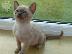 PoulaTo: Burmese Kittens