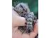 PoulaTo: lovely marmoset  for 240€