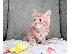 PoulaTo: Πώληση Lovely αρσενικά και θηλυκά γατάκια Σιβηρίας