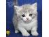 PoulaTo: Scottish Folds Kittens Διαθέσιμο προς πώληση