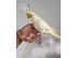 PoulaTo: Πολύ φιλικό παπαγάλοι Cockatoo προς πώληση