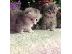 PoulaTo: Scottish Fold Kittens για Υιοθεσία