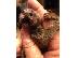 PoulaTo: baby marmoset for 270€