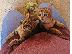 PoulaTo: Εκπληκτικά γατάκια Savanna