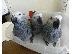 PoulaTo: Ζευγάρι ομιλούντων αφρικανικών γκρι παπαγάλων