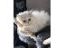 PoulaTo: Όμορφα περσικά γατάκια τσιντσιλά