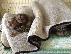 PoulaTo: Νίκαια και υγιή κουτάβια marmoset διαθέσιμα