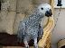 PoulaTo: Timneh African Grey Parrots