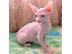 PoulaTo: Επικοινωνήστε μαζί μου μέσω Viber: ( +63-945-413-6749 ) Beautiful Sphynx Kittens...