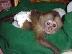 PoulaTo: baby capuchin monkey for 300€