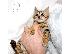 PoulaTo: Αναισθητοποιημένες αρσενικές και θηλυκές γαγγαλικές γάτες...