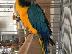 PoulaTo: Μπλε και χρυσοί παπαγάλοι Macaw