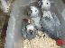 PoulaTo: μωρά αφρικανικός γκρίζος παπαγάλος για 150 €