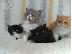 PoulaTo: Διαθέσιμα καθαρά περσικά γατάκια, πλήρως απογαλακτισμένα,...