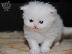 PoulaTo: περσικά γατάκια - persian kittens