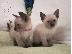 PoulaTo: Σιαμέζα γατάκια για επαναπατρισμό