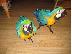 PoulaTo: υπέροχο γαλάζιο και χρυσό μωρό Macaw