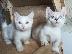 PoulaTo: Πωλείται πανέμορφο γατάκι Munchkin