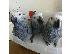 PoulaTo: African gray parrots  for sale