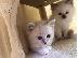 PoulaTo: Τέσσερα όμορφα γατάκια sphynx διαθέσιμα για τα νέα