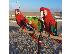 PoulaTo: Scarlet Macaw parrots for sale