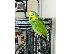 PoulaTo: Διπλή κίτρινο κεφάλι Amazon Parrot