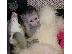 PoulaTo: ιδρώτα μαϊμού καπουκίνος μωρό για πώληση εξοπλισμός...