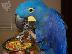 PoulaTo: υπέροχο αλμυρό macaw για τα Χριστούγεννα