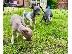 PoulaTo: Κουτάβια Greyhound