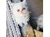 PoulaTo: Υπέροχα αρσενικά και θηλυκά περσικά γατάκια έτοιμα προς πώληση....