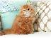 PoulaTo: τα αγαπημένα και πιο τέλεια περσικά 1 αρσενικό 4 θηλυκά γατάκια...